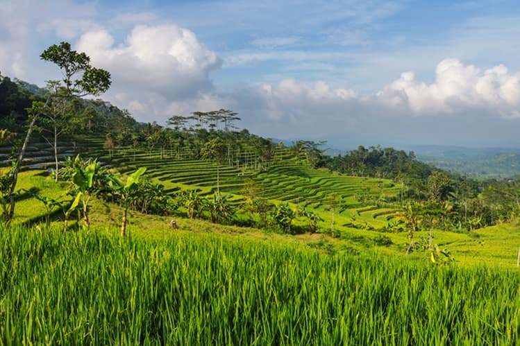 Things To Do in Ubud
