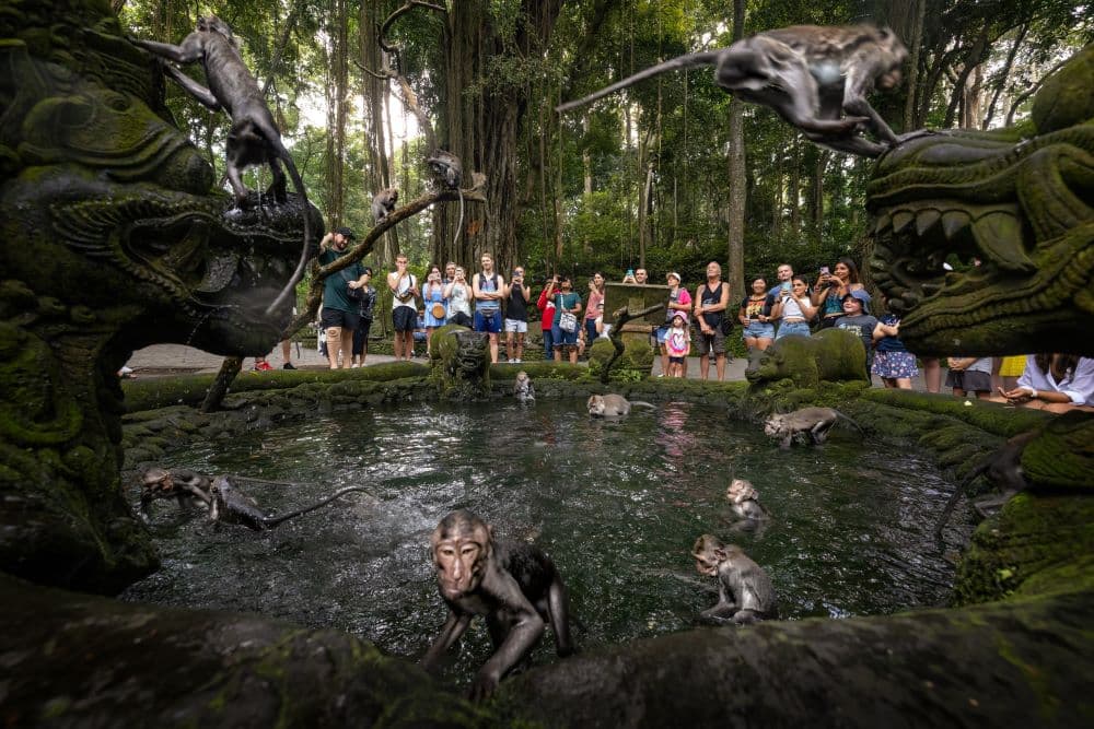 Things To Do in Ubud