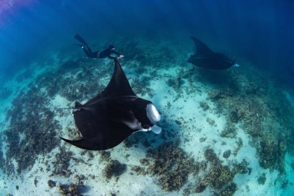 Manta Rays