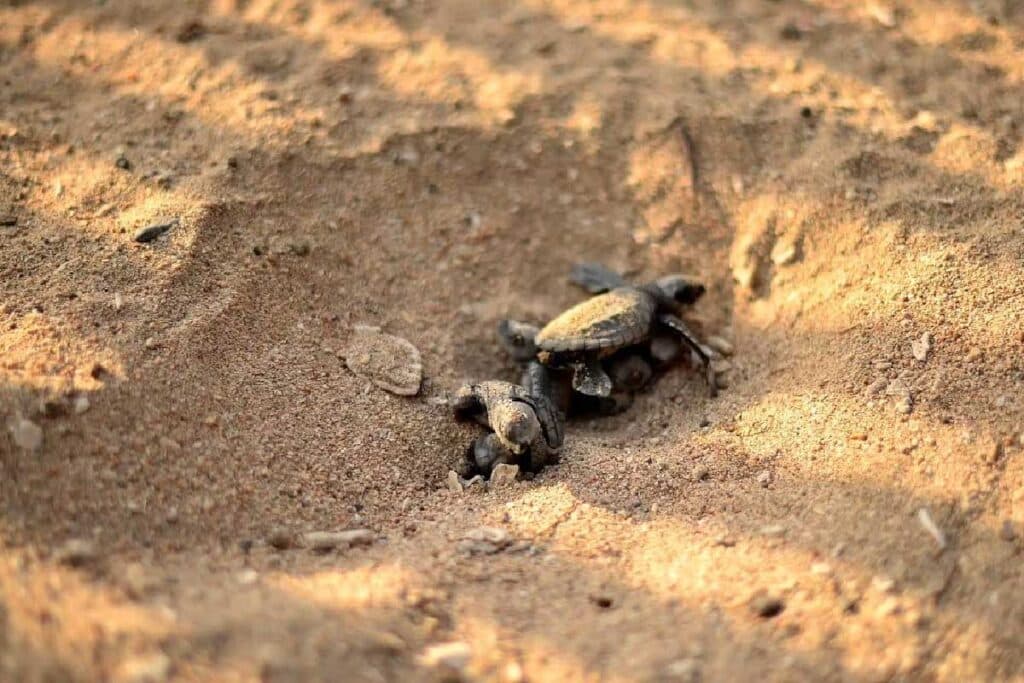 Turtle Conservation Centre: