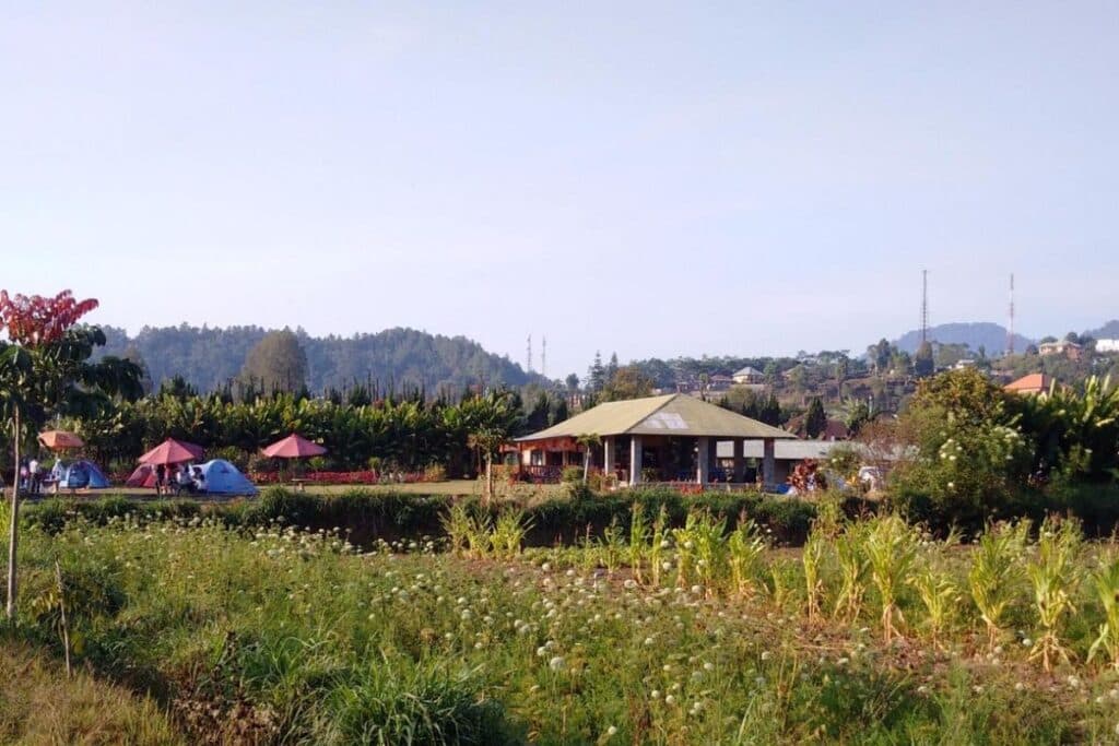 Dikubu Strawberry Farm