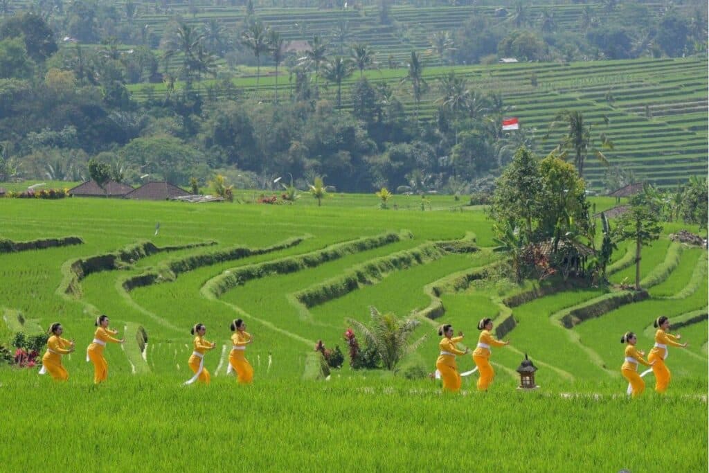 Jatiluwih Rice Terrace 