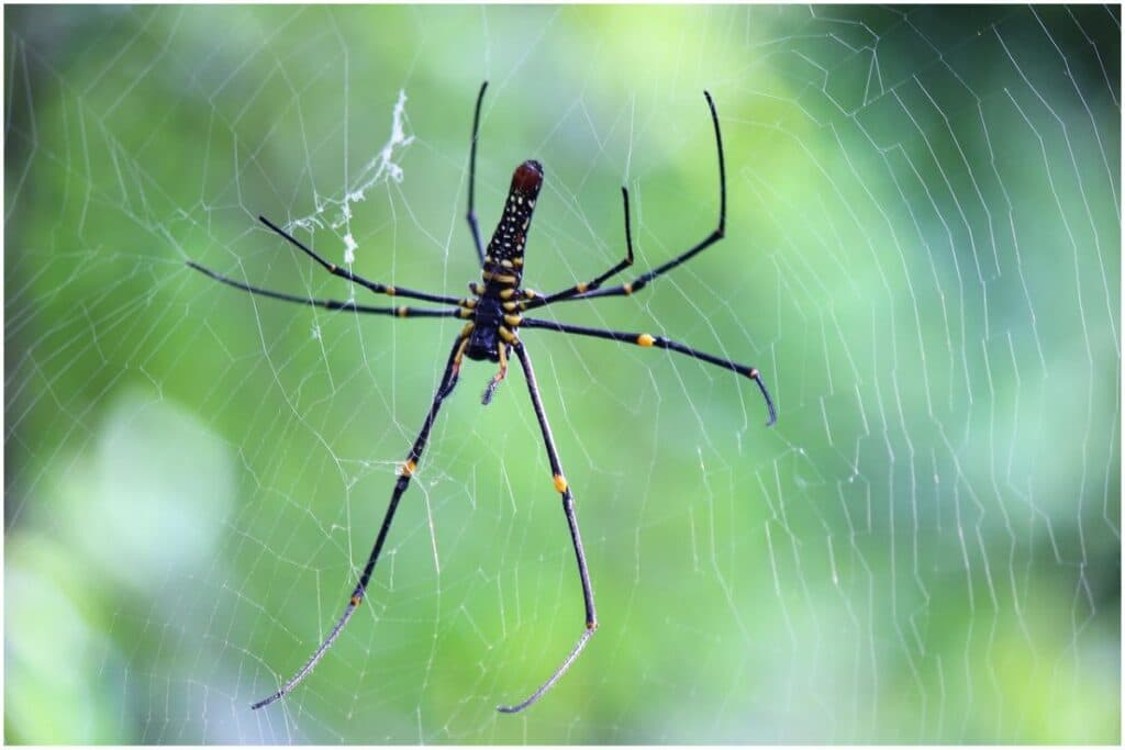 Spiders in Bali: Black Golden Orbweaver
