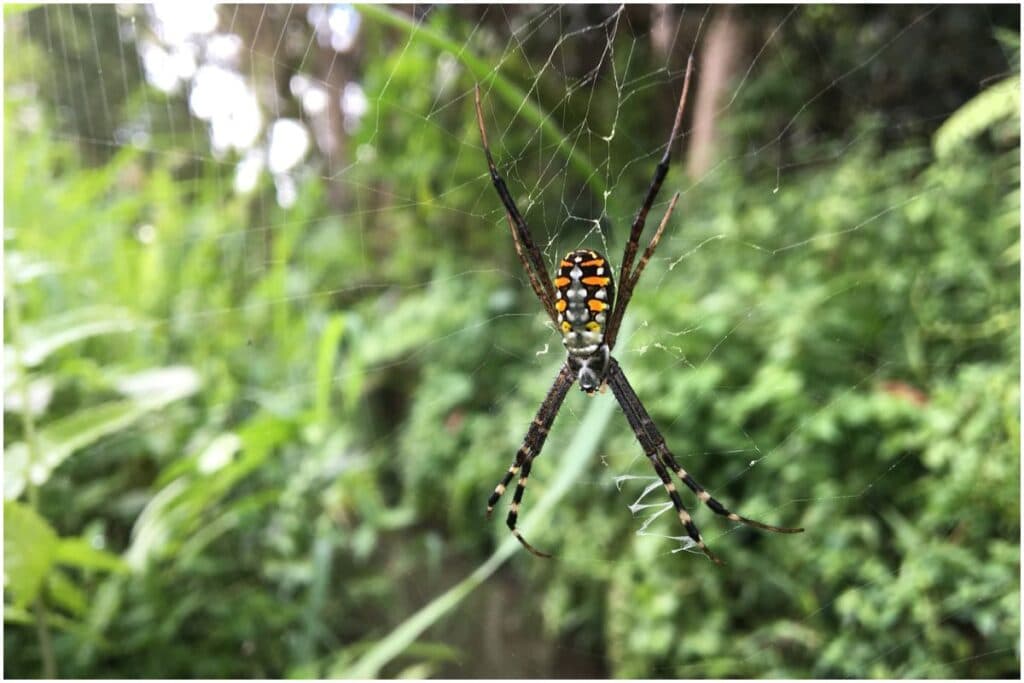 Grass Cross Spider