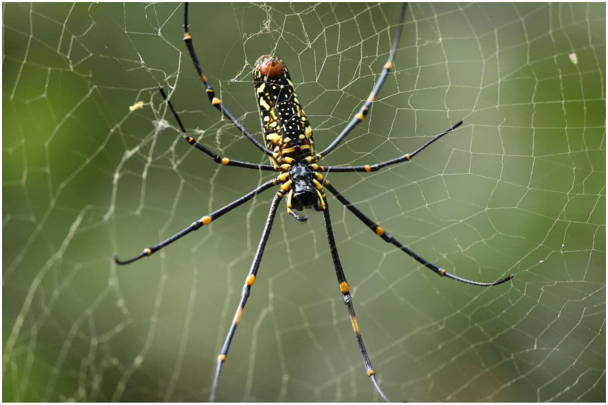 spider in Bali
