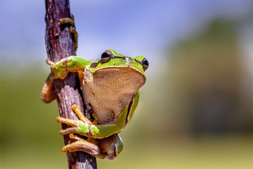 frog