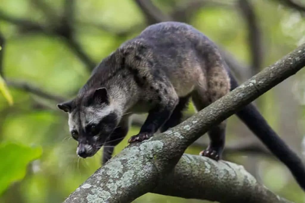 luwak