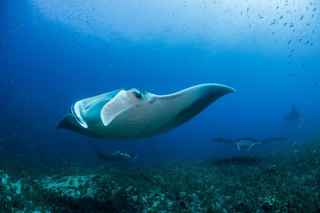manta rays