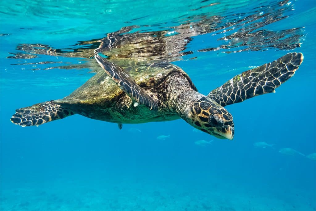 sea turtles
