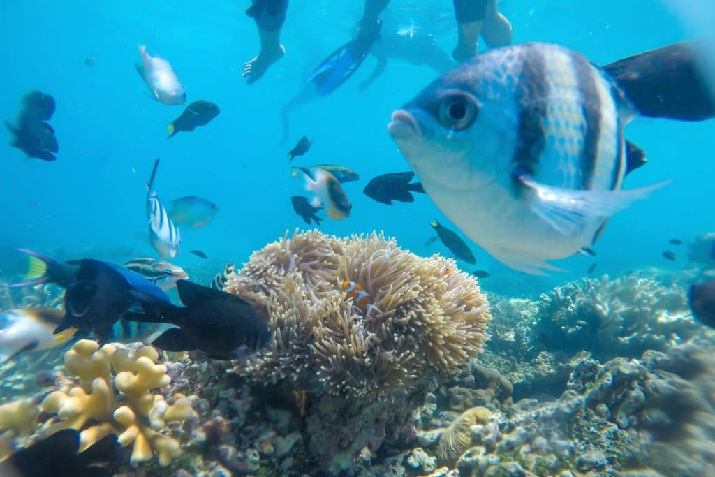 Amed: snorkeling destination in bali