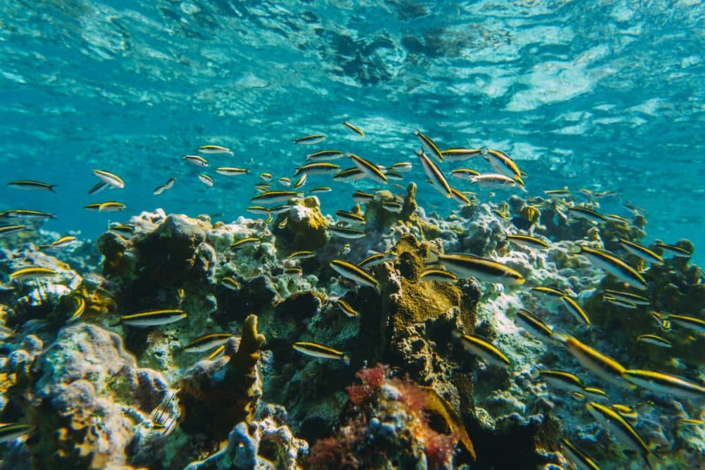 underwater nusa penida