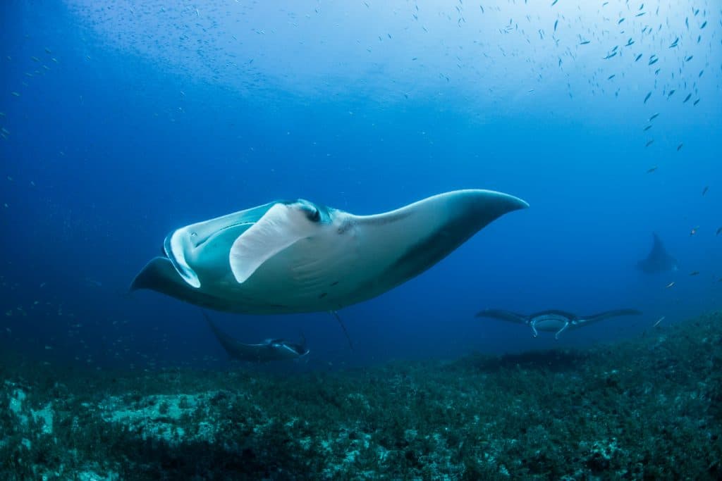 snorkeling spot in Nusa Penida