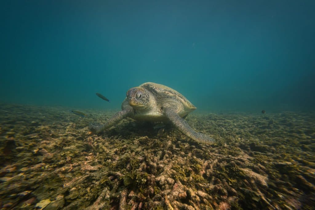 turtle