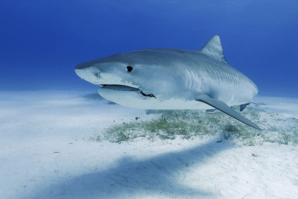 Great White Shark