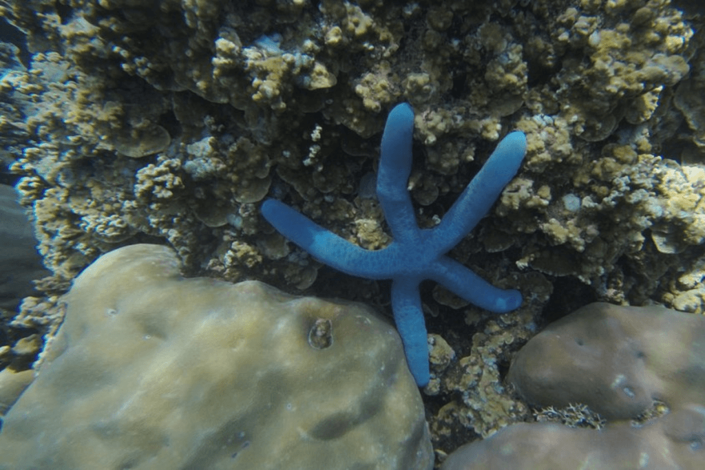 bintang laut di perairan Amed Bali