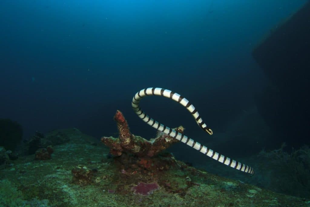 sea snake in bali