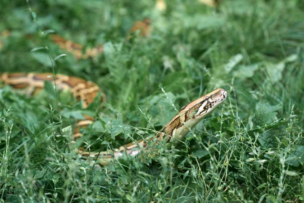 harmless snake in bali