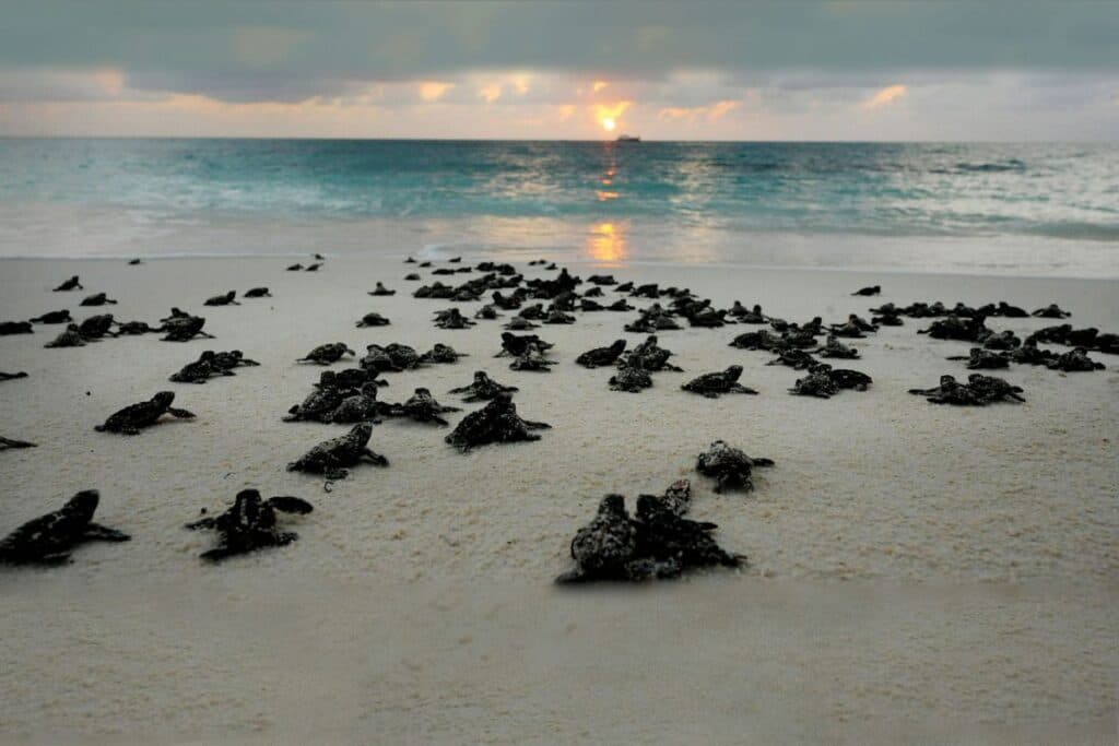 Release Baby Sea Turtles - Sending Off with Love to Save the Turtles