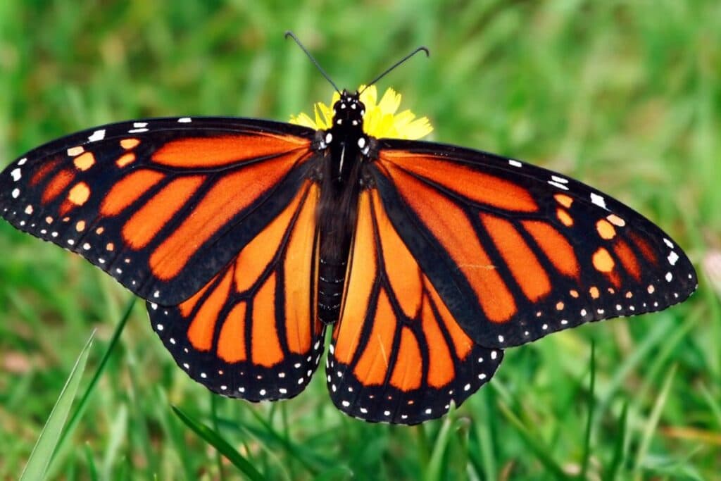 Bali Butterfly Park - A World of Wings in Bali