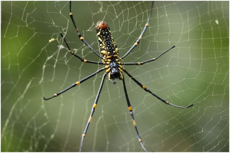 spider in Bali