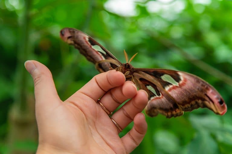 animals in bali