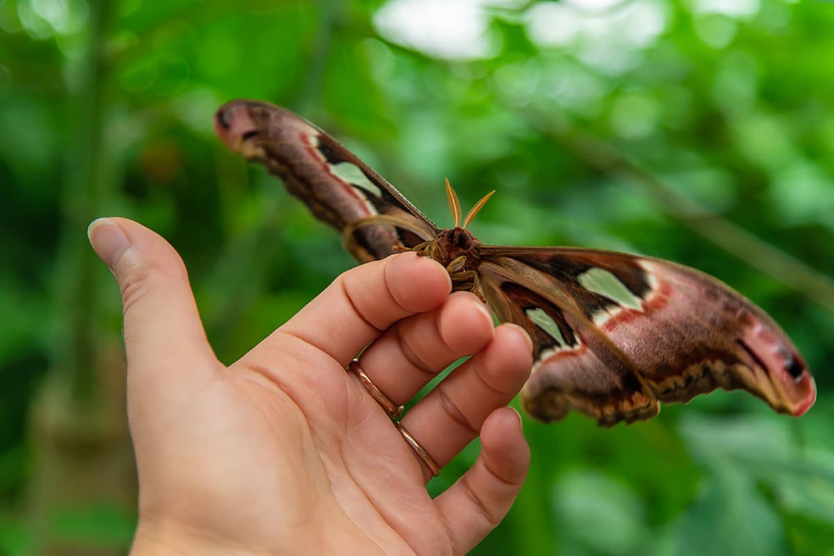 animals in bali