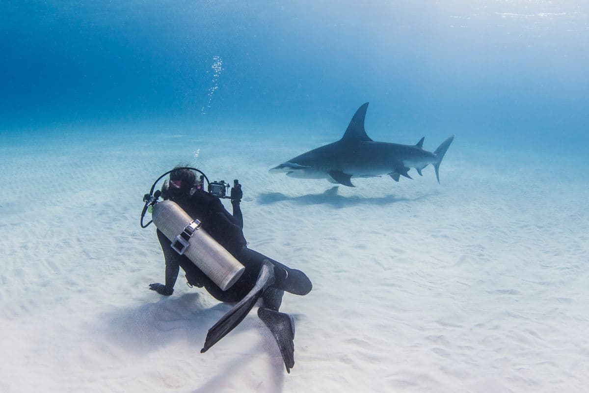 sharks in bali