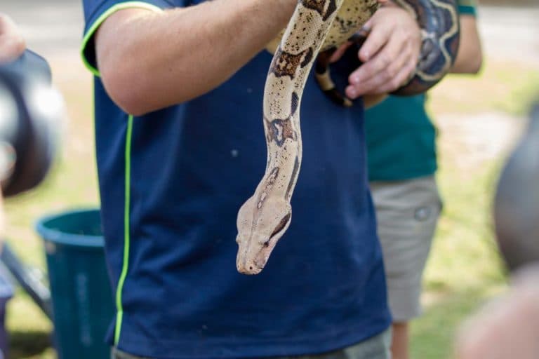 snake in bali