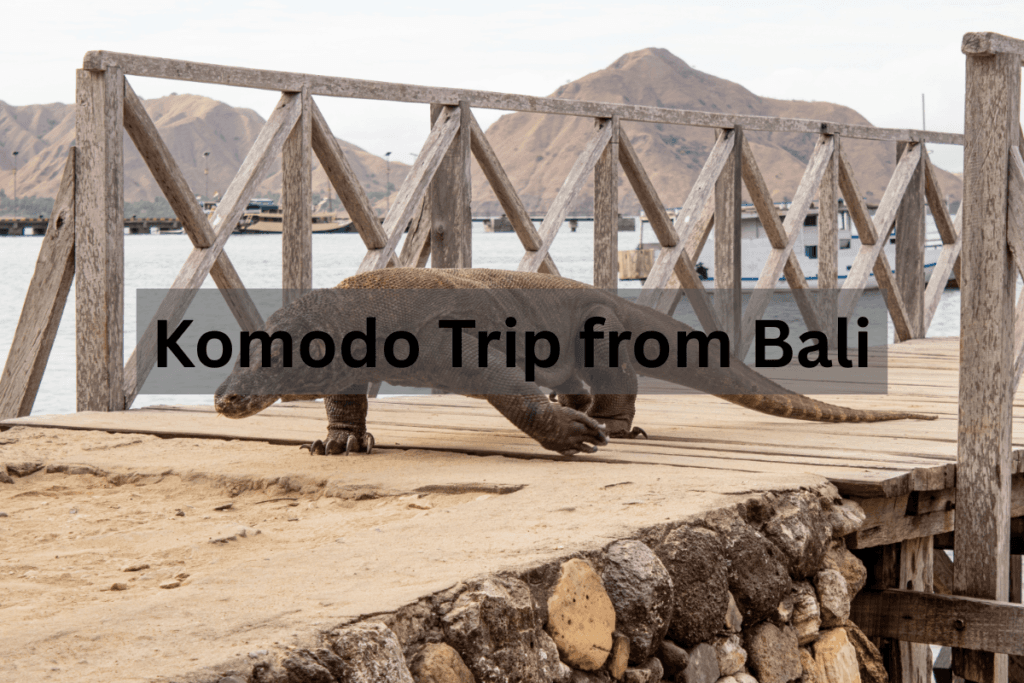 Komodo Trip from Bali