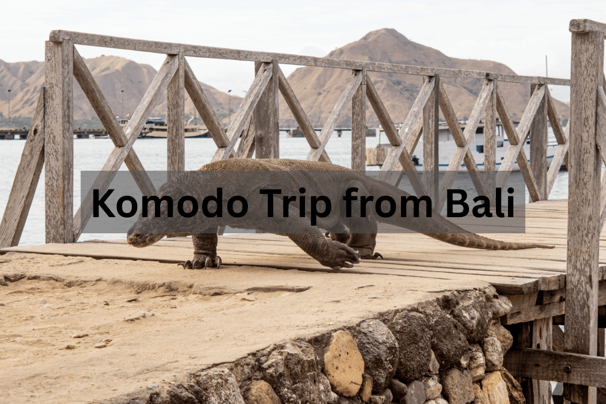 Komodo Trip from Bali