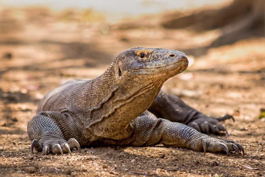 How to Get from Bali to Komodo National Park