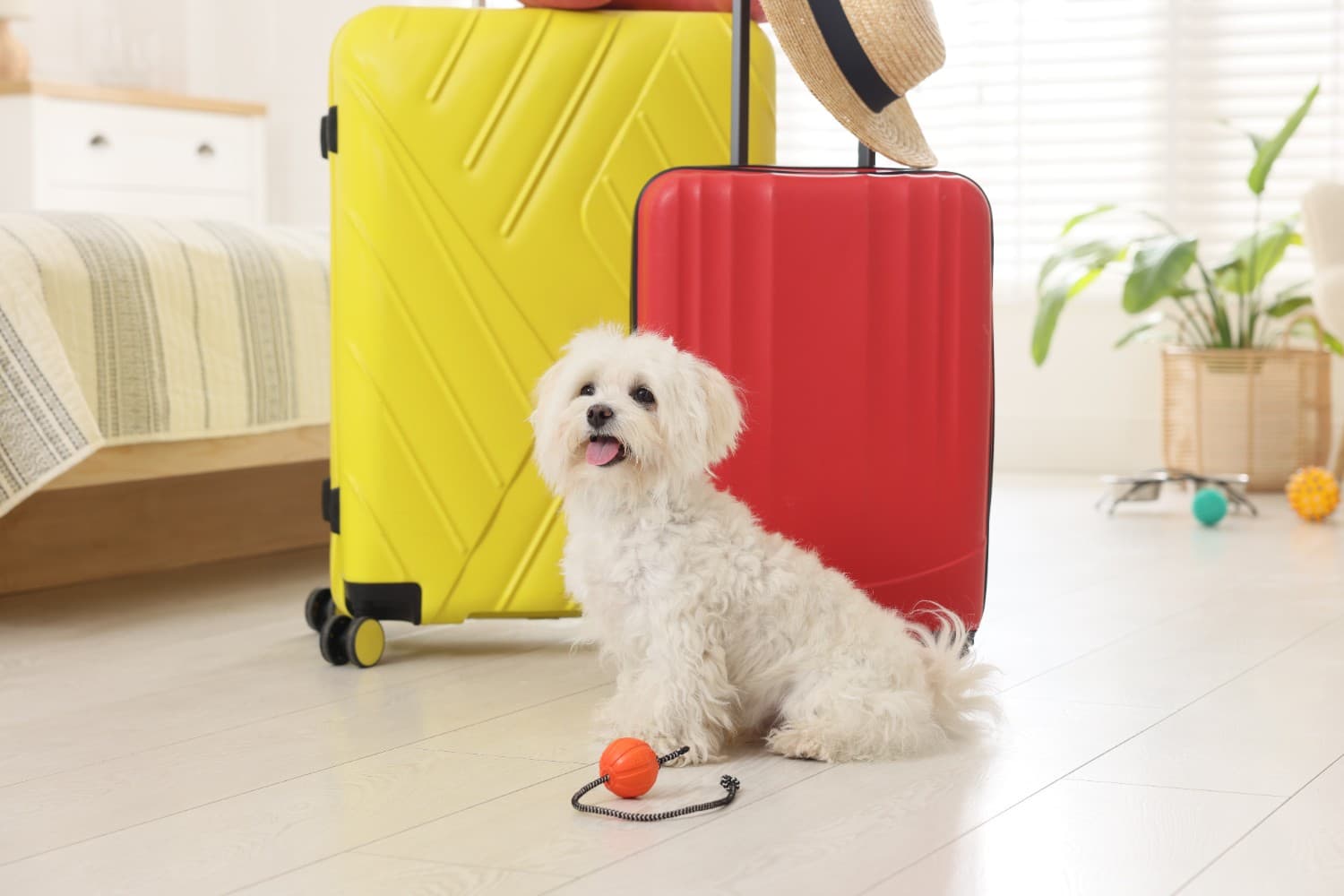 holiday with pet
