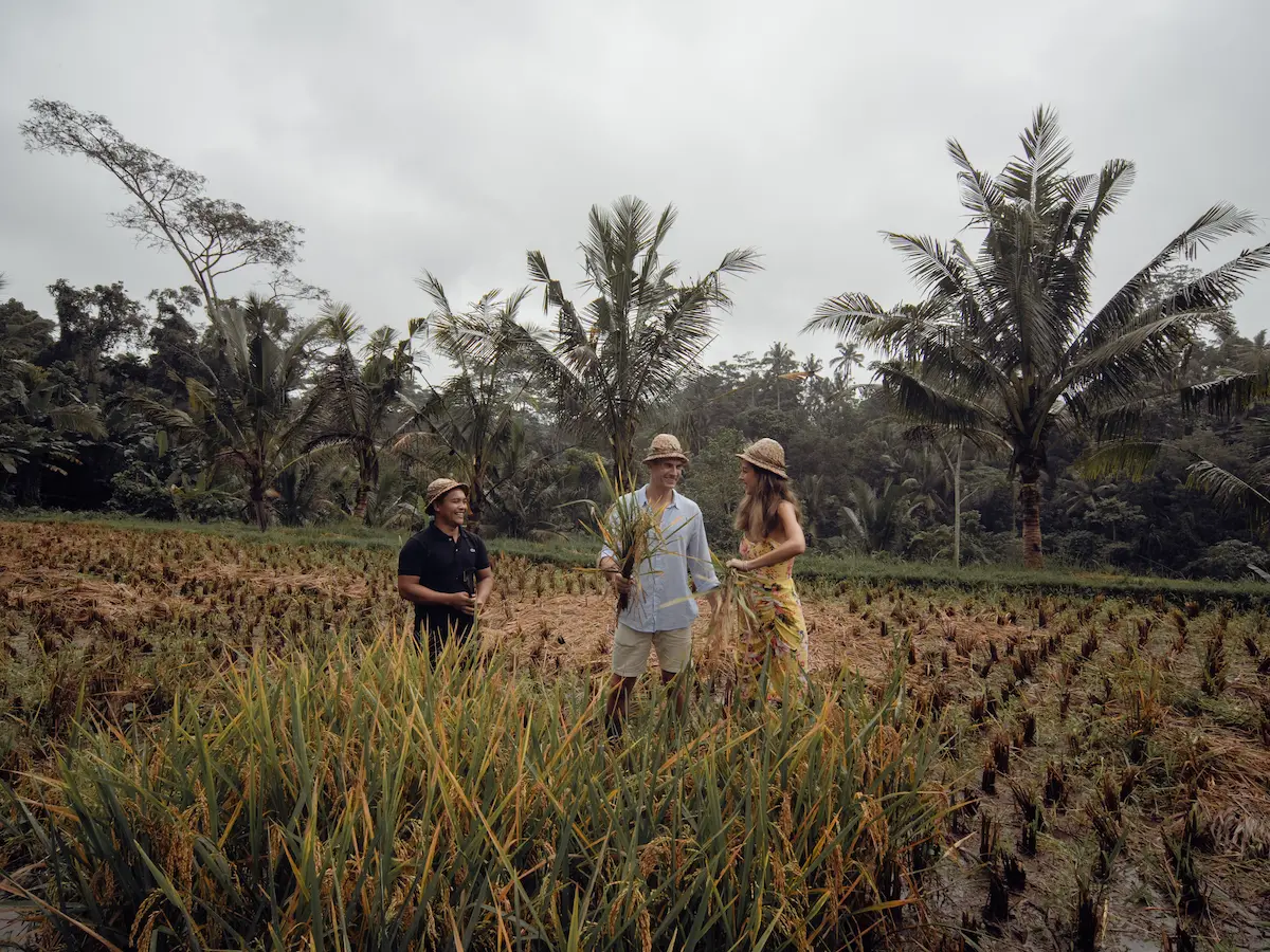 Guests walking through a rice field in Bali